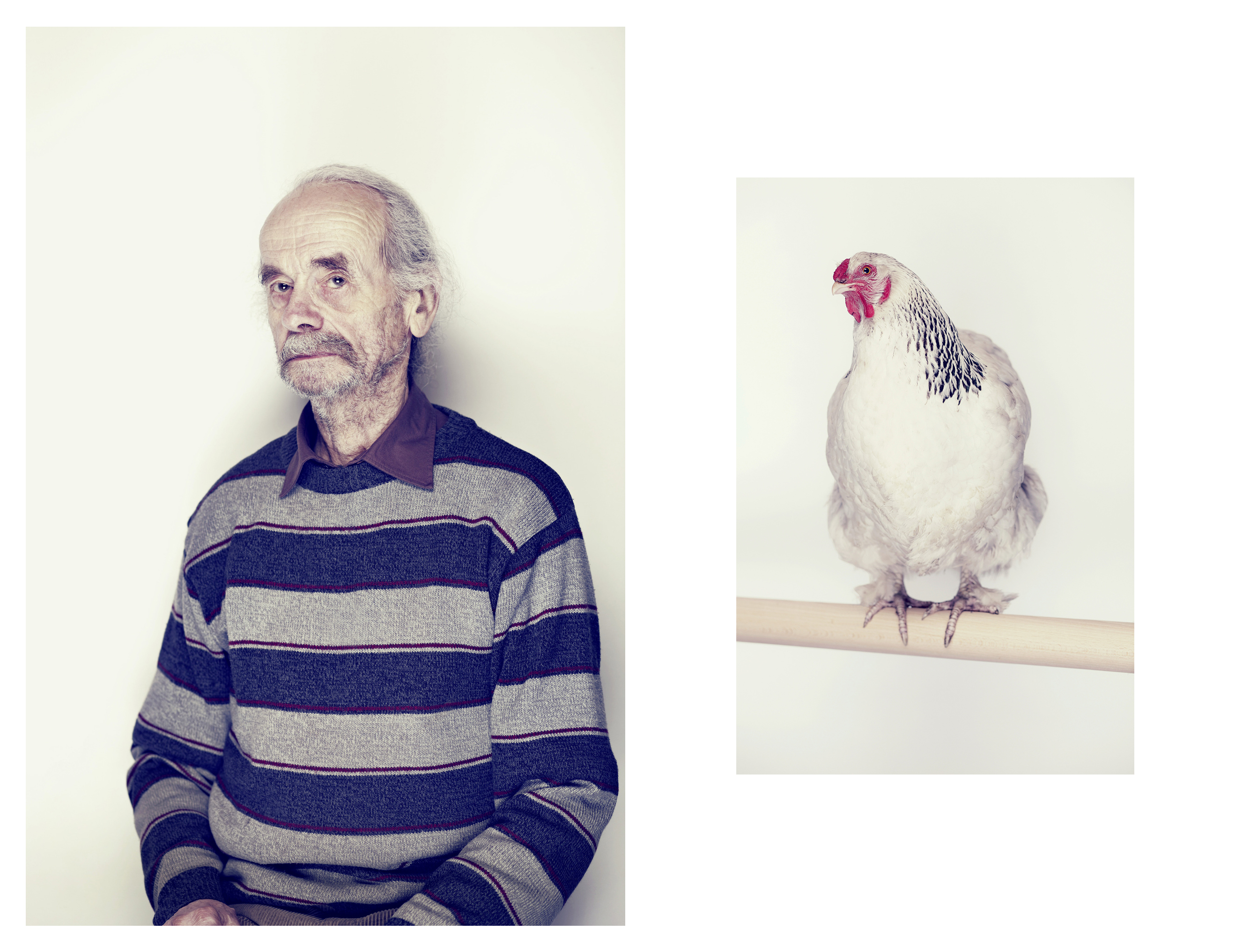 Aus der Serie ›hähne und hühner‹ 