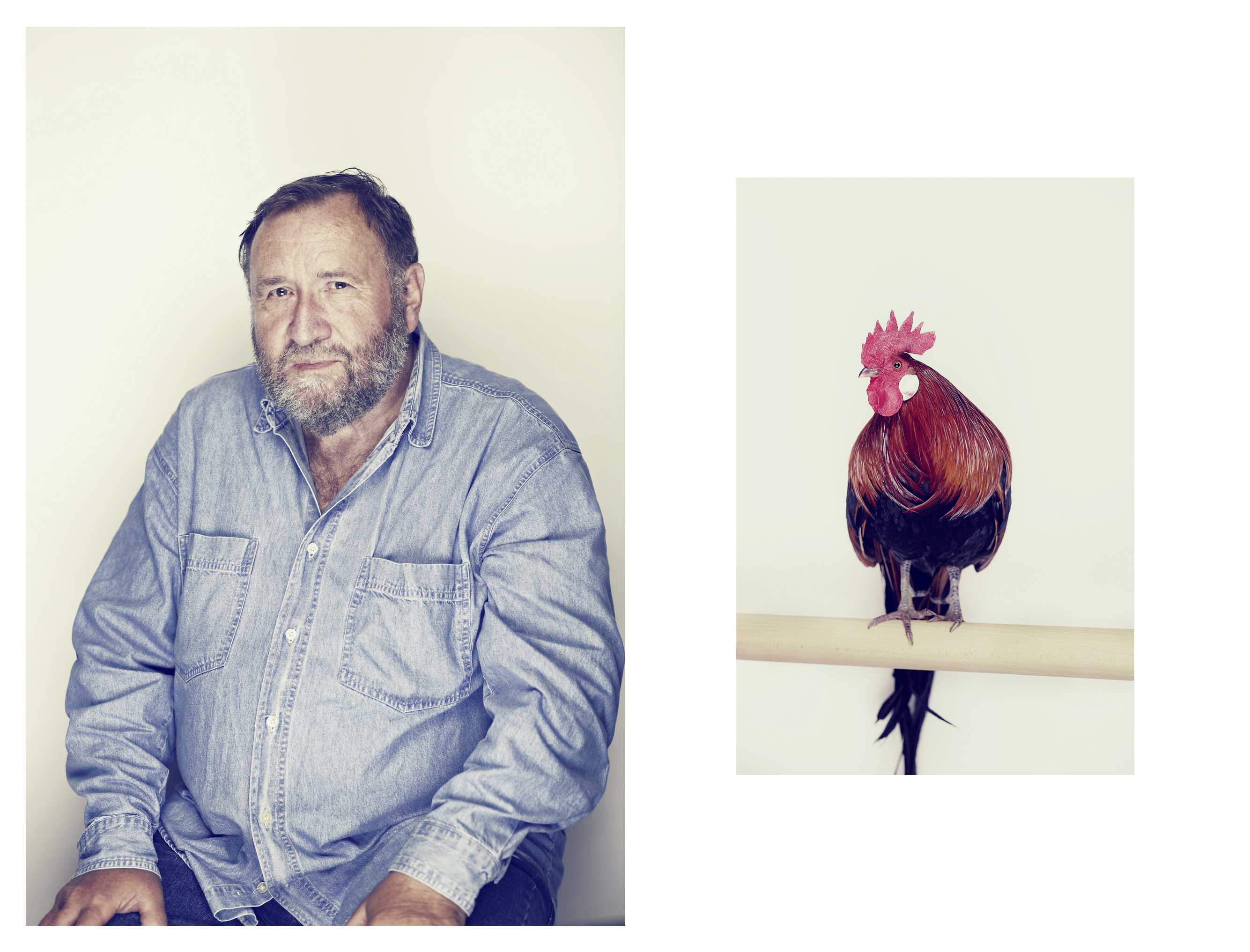 Aus der Serie ›hähne und hühner‹