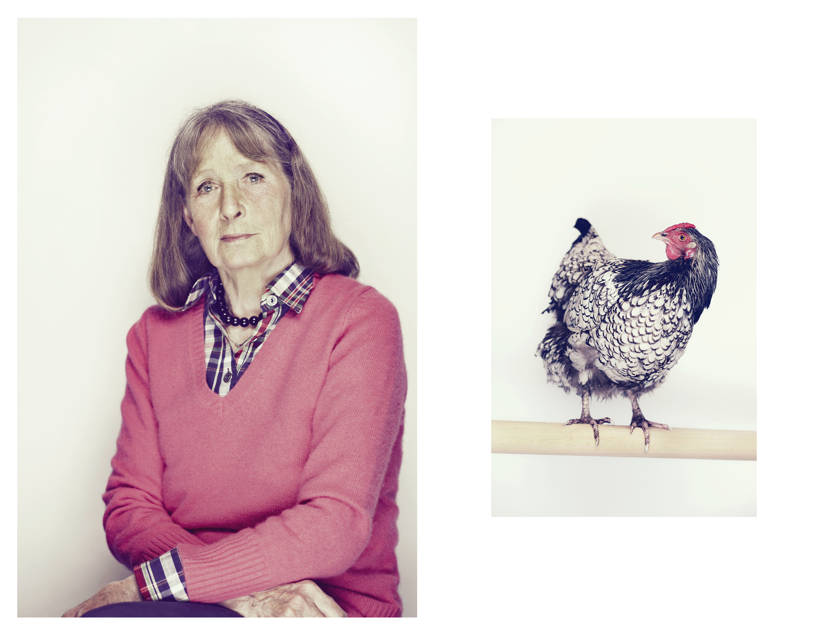 Aus der Serie ›hähne und hühner‹